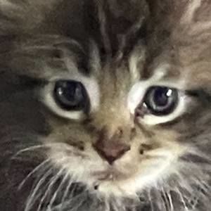 Meet your Posher, Barbara